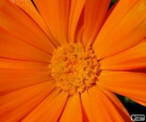 пазл Оранжевый цветок